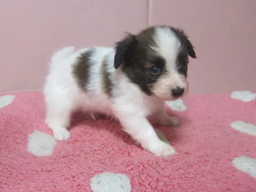 パピヨンの子犬販売