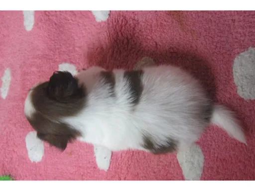 パピヨンの子犬販売