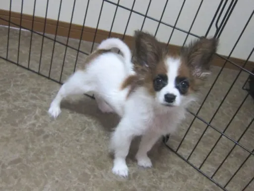 パピヨンの子犬販売