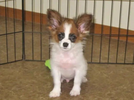 パピヨンの子犬販売