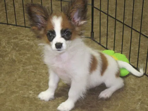 パピヨンの子犬販売