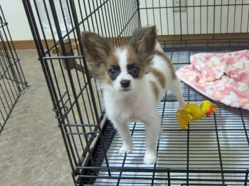 パピヨンの子犬販売