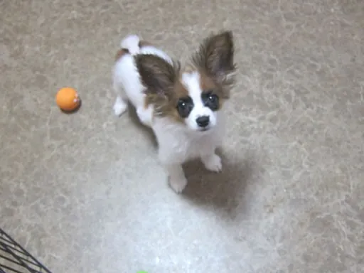 パピヨンの子犬販売