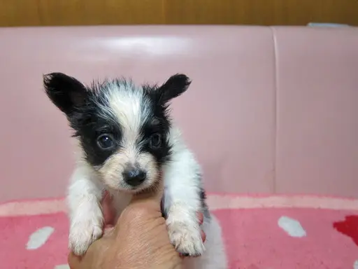 パピヨンの子犬販売