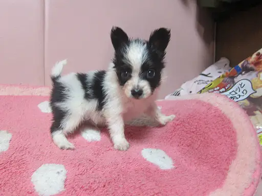 パピヨンの子犬販売