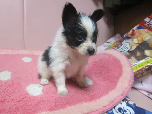 パピヨンの子犬販売