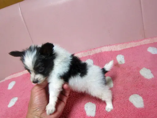パピヨンの子犬販売
