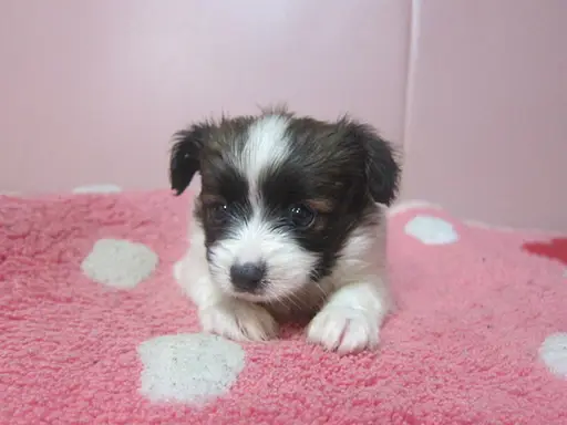 パピヨンの子犬販売
