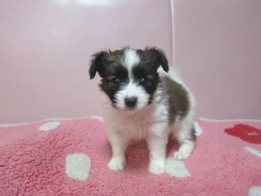 パピヨンの子犬販売