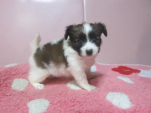 パピヨンの子犬販売