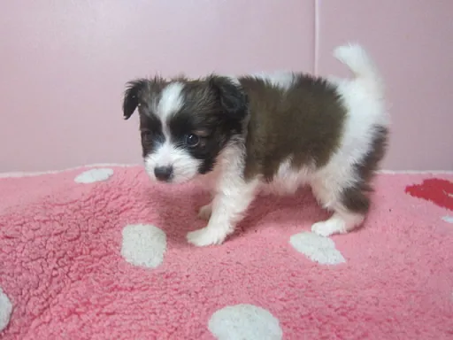 パピヨンの子犬販売