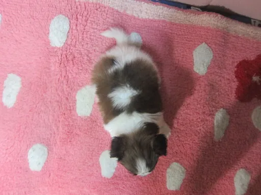 パピヨンの子犬販売