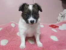 パピヨン