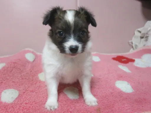 パピヨンの子犬販売