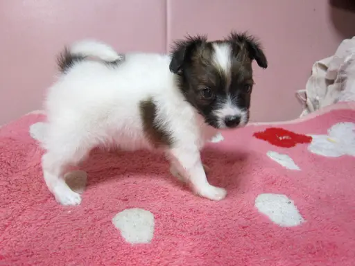パピヨンの子犬販売
