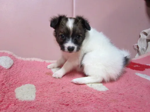 パピヨンの子犬販売