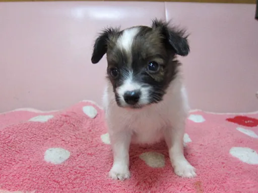 パピヨンの子犬販売