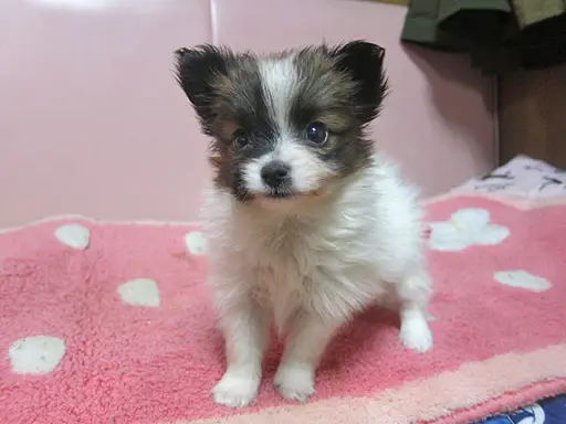 パピヨンの子犬販売