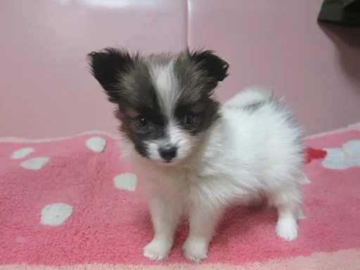 パピヨンの子犬販売