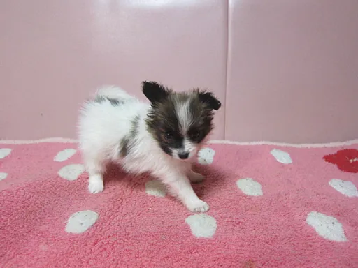 パピヨンの子犬販売