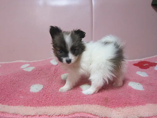 パピヨンの子犬販売