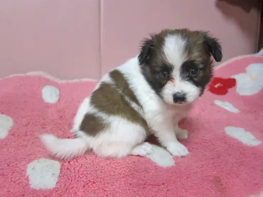 パピヨンの子犬販売