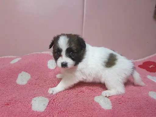 パピヨンの子犬販売