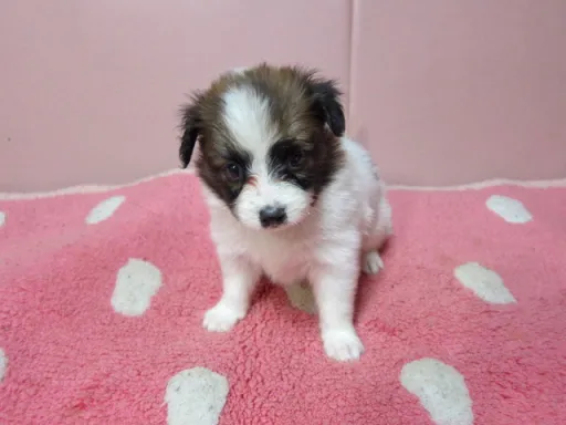パピヨンの子犬販売