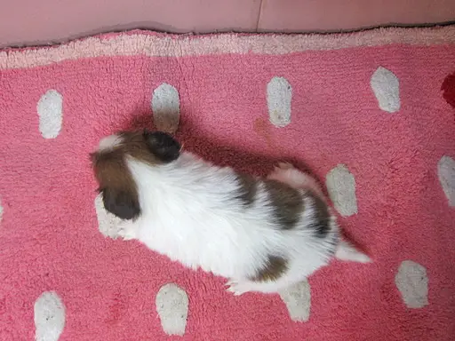 パピヨンの子犬販売