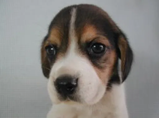 ビーグルの子犬販売