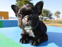 フレンチ・ブルドッグ