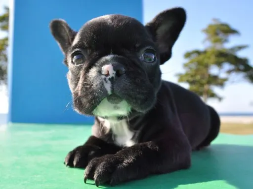 フレンチ・ブルドッグのサムネイル画像2