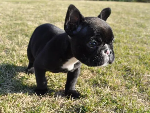 フレンチ・ブルドッグのサムネイル画像3