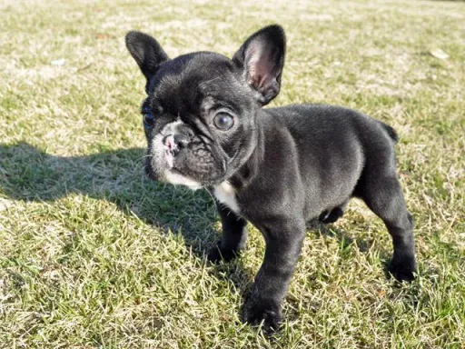 フレンチ・ブルドッグのサムネイル画像4