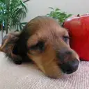 ミニチュアダックスフンドすやすや
(-_-) zzz