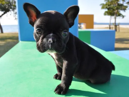 フレンチ・ブルドッグのサムネイル画像6
