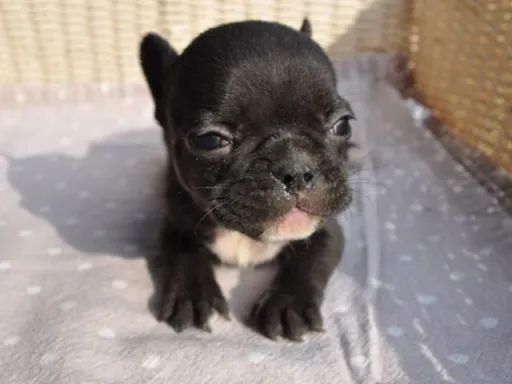 フレンチ・ブルドッグのサムネイル画像2