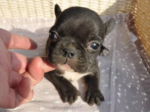 フレンチ・ブルドッグのサムネイル画像3