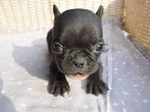フレンチ・ブルドッグのサムネイル画像4