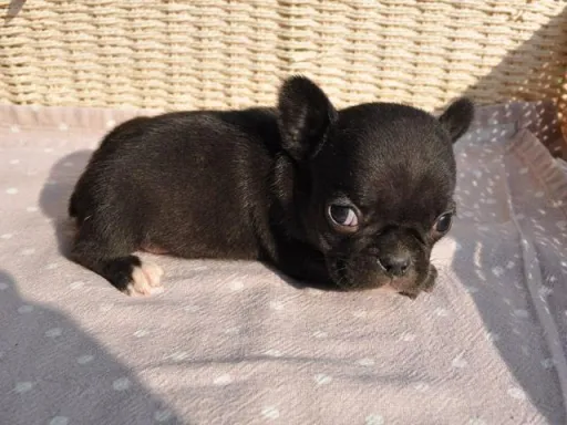 フレンチ・ブルドッグのサムネイル画像5