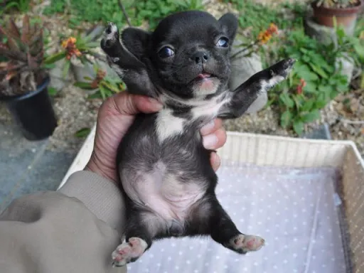 フレンチ・ブルドッグのサムネイル画像6