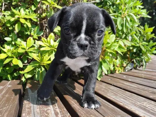 フレンチ・ブルドッグの子犬販売