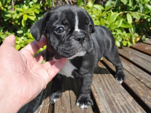 フレンチ・ブルドッグのサムネイル画像3