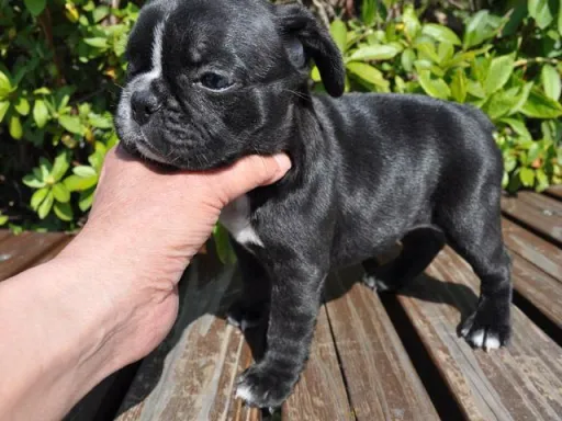 フレンチ・ブルドッグのサムネイル画像4