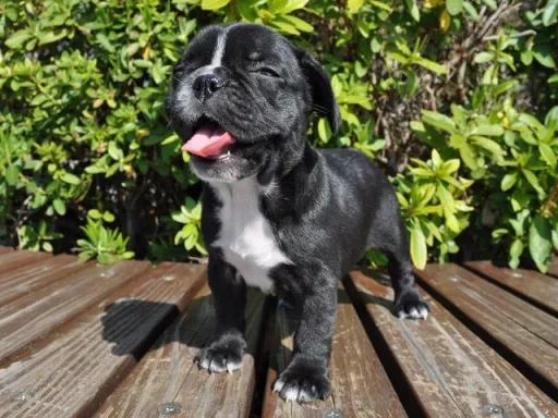 フレンチ・ブルドッグのサムネイル画像5