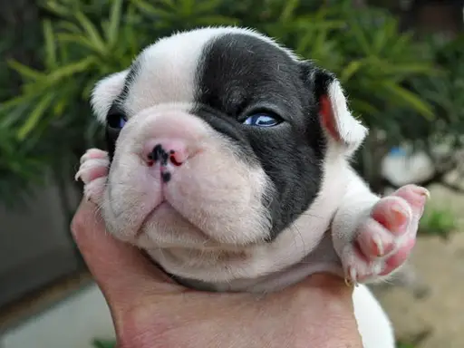 フレンチ・ブルドッグの子犬販売