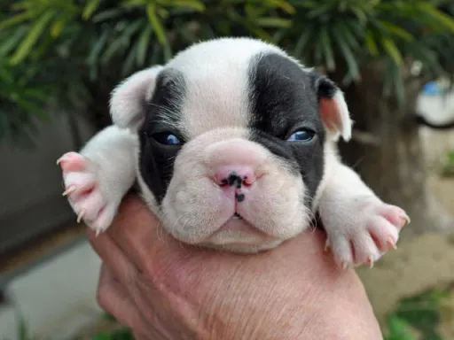 フレンチ・ブルドッグのサムネイル画像2