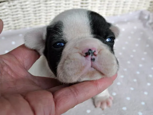 フレンチ・ブルドッグのサムネイル画像3