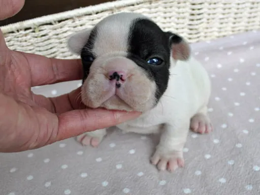 フレンチ・ブルドッグのサムネイル画像4