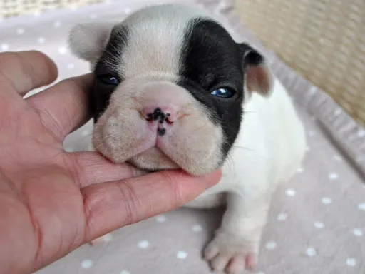 フレンチ・ブルドッグのサムネイル画像5